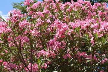 Pink Oleander Nerium shrub grows in the tropical garden
