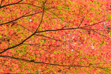 宮島の紅葉。あせび歩道にて。