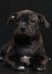 English Staffordshire Bull Terrier Dog  Isolated  on Black Background in studio