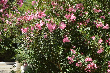 Pink Oleander Nerium shrub grows in the tropical garden