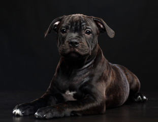 English Staffordshire Bull Terrier Dog  Isolated  on Black Background in studio