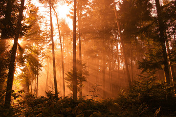 Fototapeta premium Sonne im Wald