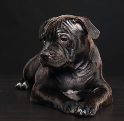 Obraz premium English Staffordshire Bull Terrier Dog Isolated on Black Background in studio