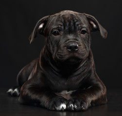 English Staffordshire Bull Terrier Dog  Isolated  on Black Background in studio
