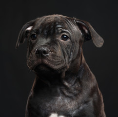 Fototapeta premium English Staffordshire Bull Terrier Dog Isolated on Black Background in studio