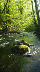 natural river creek in sweden