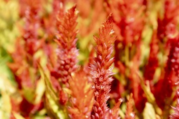 yellow and red Celosia flowers close up 