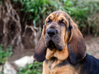 Bloodhound puppy in the woods - obrazy, fototapety, plakaty