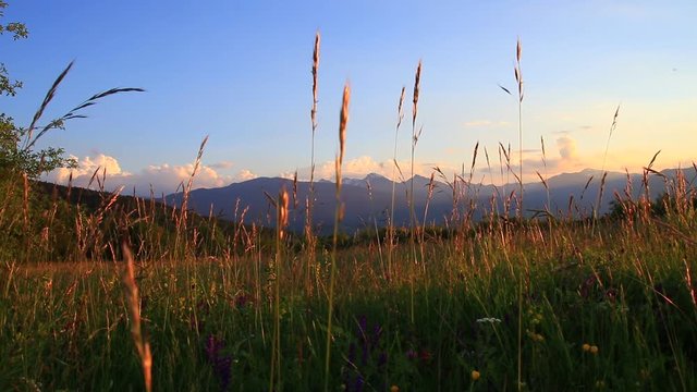 meadow of flowers and grass in summer and pyrenean landscape at sunset, Occitanie in the south of France
