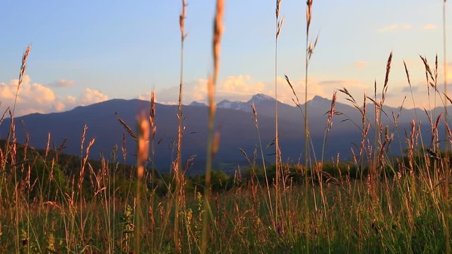 meadow of flowers and grass in summer and pyrenean landscape at sunset, Occitanie in the south of France
