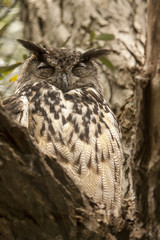 Europese oehoe slaapt hoog in de boom
