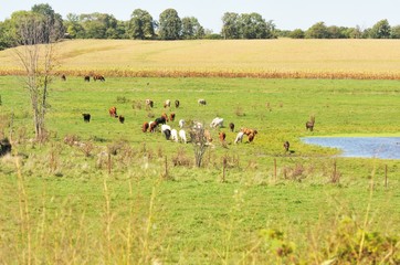 Cows, Pond, and Cornfield
