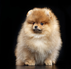 Pomeranian spitz Dog on Isolated Black Background in studio