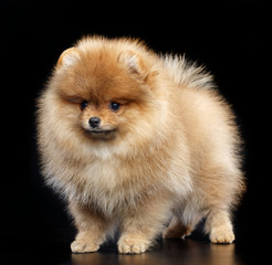 Obraz premium Pomeranian spitz Dog on Isolated Black Background in studio