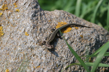 Seltene Gäste im Naturschutzgebiet