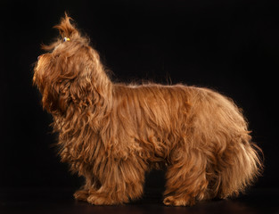Russian colored lapdog Dog  Isolated  on Black Background in studio