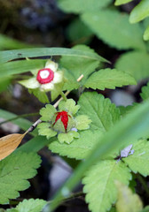 Museo Orto Botanico,  Università di Roma La Sapienza