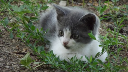 cat on the grass