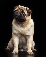 Pug dog on Isolated Black Background in studio