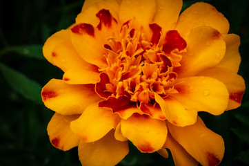 Two colored beautiful marigolds