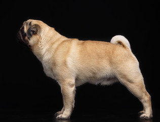Obraz premium Pug dog on Isolated Black Background in studio