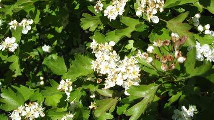 white flowers of apple tree