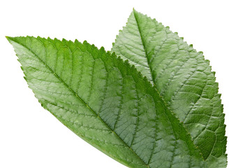 Green Cherry leaf isolated