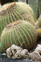 Giardino di cactus e piante grasse, Mondello, palermo