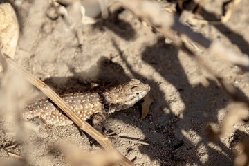 brown fence lizard 