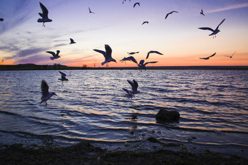 Пейзаж с чайками на закате