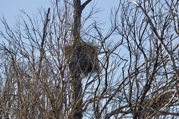 empty bird nest in barren tree