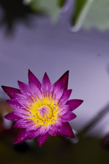 Purple lotus flower with bee close up