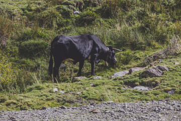 Natural Cows in sunny landscape