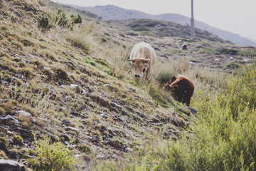 Natural Cows in sunny landscape