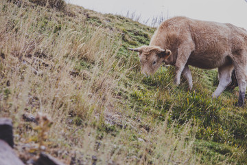 Natural Cows in sunny landscape