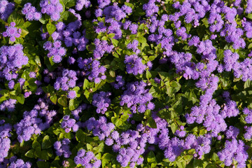Background of purple flowers with green leaves