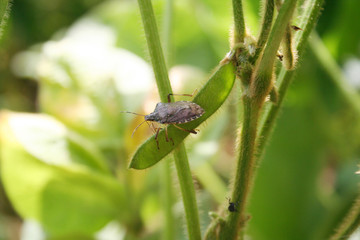 Brown Marmorated shield bug on soybean pod. Halyomorpha halys insect on soybean field
