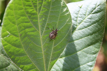 Brown Marmorated shield bug on soybean leaf. Halyomorpha halys insect on soybean field
