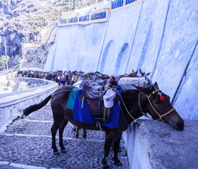 Mules saddled awaiting tourists