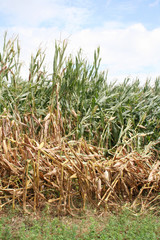 Corn field damaged by bad weather in summer. Storm on corn field 
