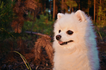 pomeranian dog