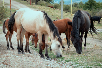 group of horses glazing near the road