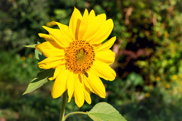 Great yellow sunflower flower on a clear autumn day_