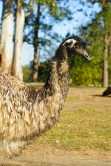 An Emu bird (Dromaius novaehollandiae) in Australia 