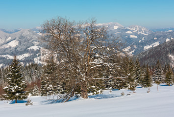 Fototapeta premium Winter snowy Carpathian mountains view from alpine plateau garden, Ukraine