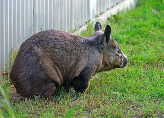 A wombat in an animal park near Brisbane, Australia