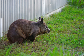 A wombat in an animal park near Brisbane, Australia