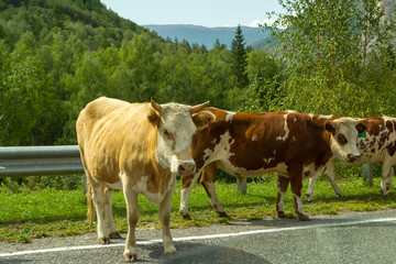 Three brown cows on a walk stand on an asphalt gray road with a metal fence and look around in the background of green trees and mountains on the Altai