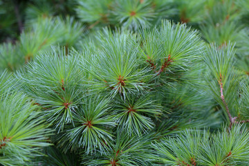 Naklejka na ściany i meble Texture of the needles of a lush luxuriant spruce in the park 