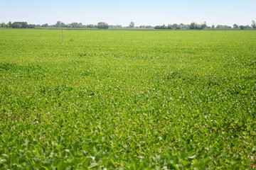 Fototapeta na wymiar Beautiful Soybean field in summer: Agricultural landscape